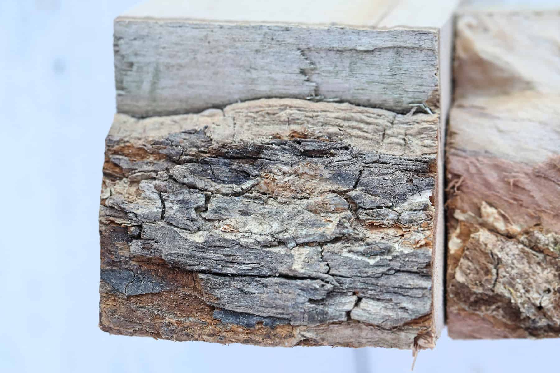 A close up of the bark on a chunk of maple wood