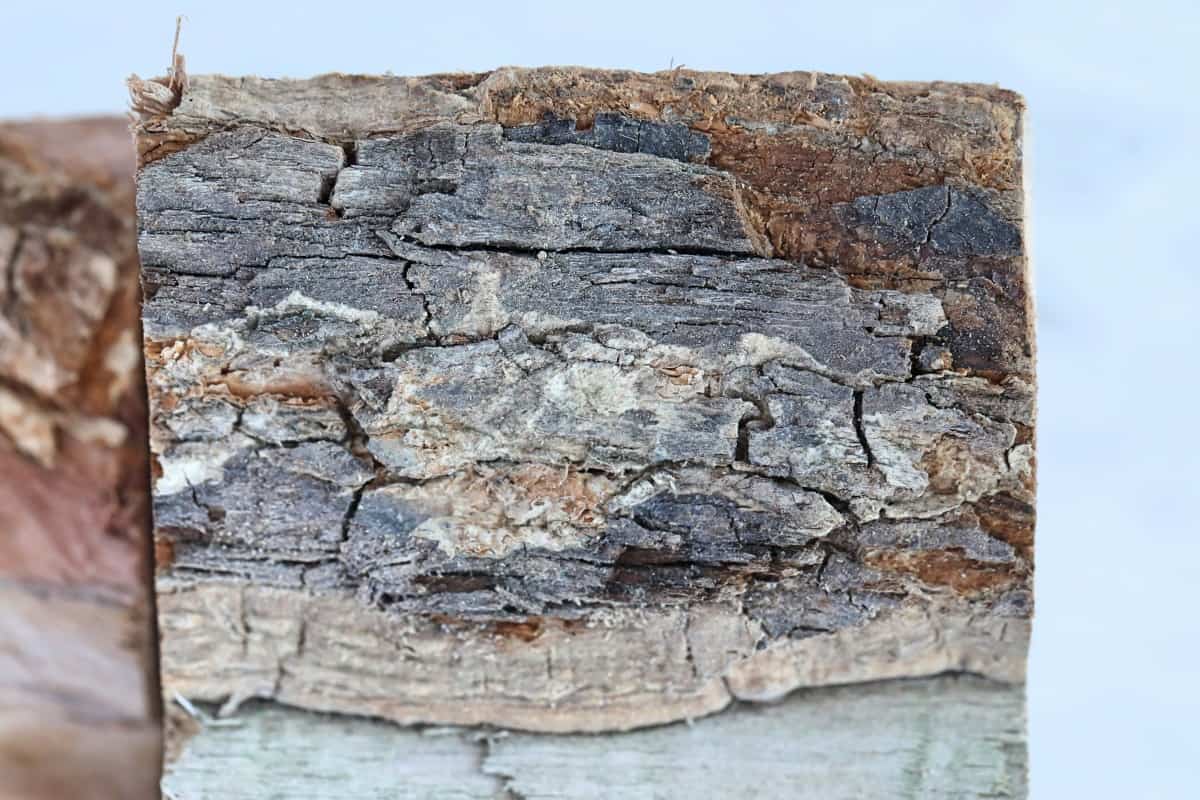 A close up of a maple wood chunk to show us the bark in detail