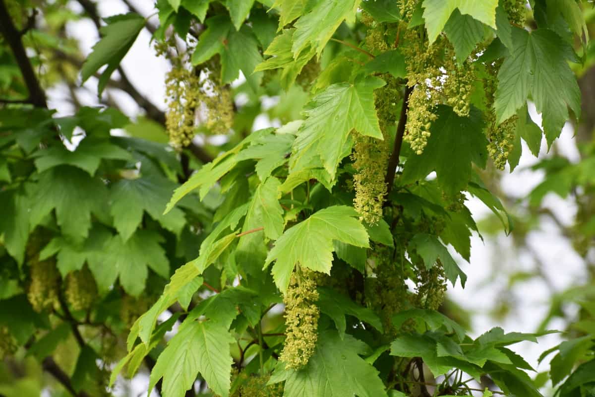 sycamore maple flowers.