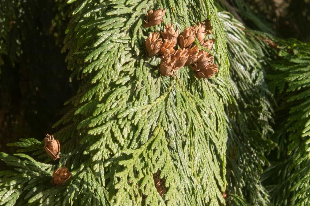 western red cedar branch, showing some open cones.