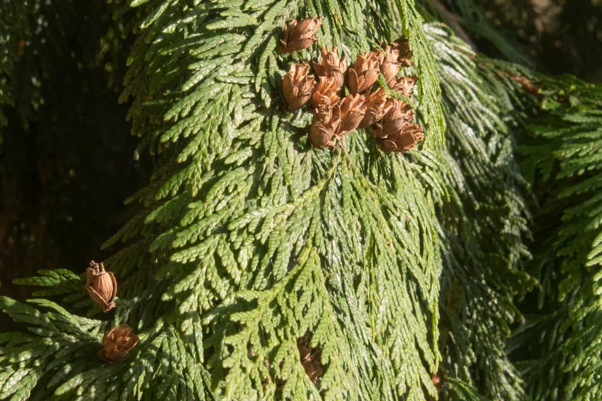 western red cedar branch, showing some open cones.