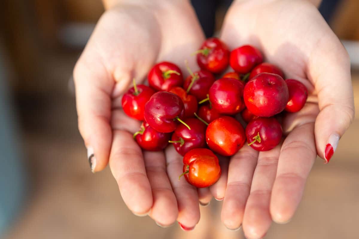 A woman cupping her hands together to hold a dozen or so acerola Cherr.