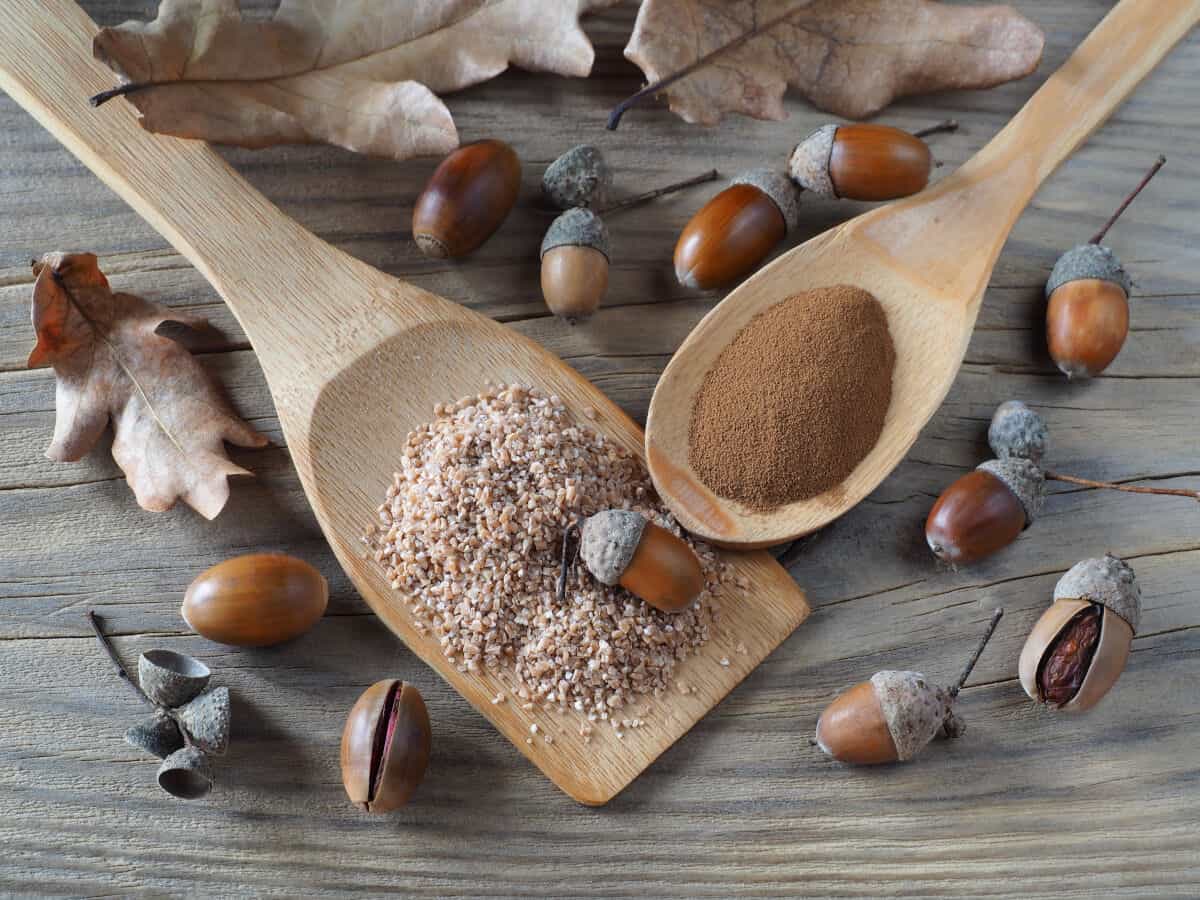 An assortment of whole, crushed, and powdered acorns on wooden spoons and a wooden ta.