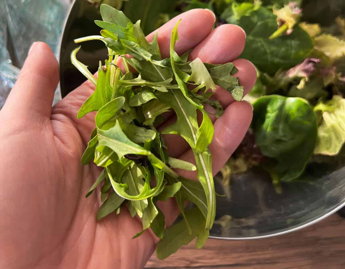 A mans hand holding a few leaves of arug.