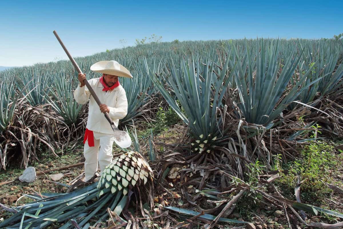 Farmer dressed in white in an agave field, cutting the leaves, or trimming the plant to get the he.