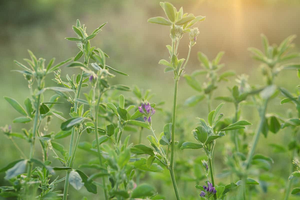 Some alfalfa with the odd purple flower, against a blurred backgro.