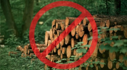 A stack of pine wood logs, with a